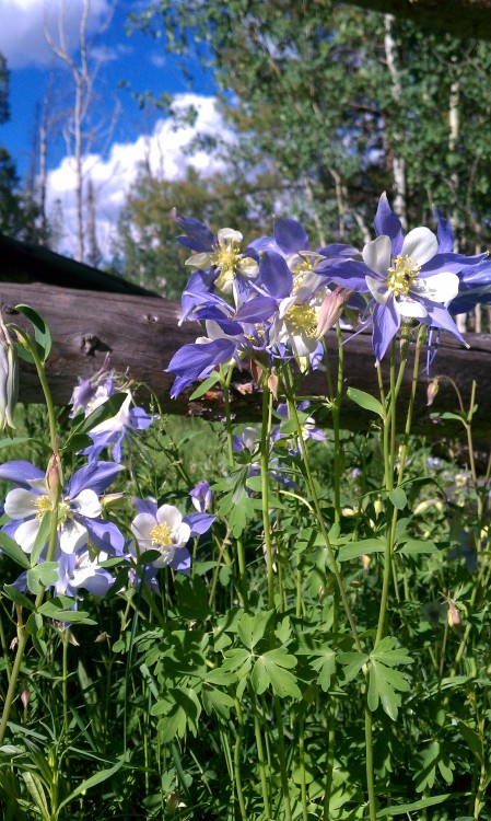 nervousninny:Columbines in Grand County.