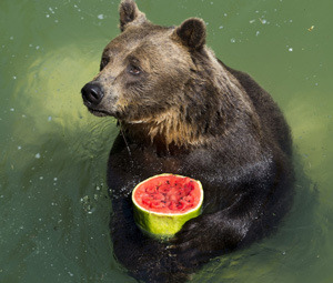bearotonin-international:  todaysbird:llstarstrxckll:furrama:todaysbird:theirtheretheyre:todaysbird:notpukichosadly:todaysbird:todaysbird:i made you a fruit salad but it’s only one fruit have a second fruit This Salad Is Really Coming Alongive got