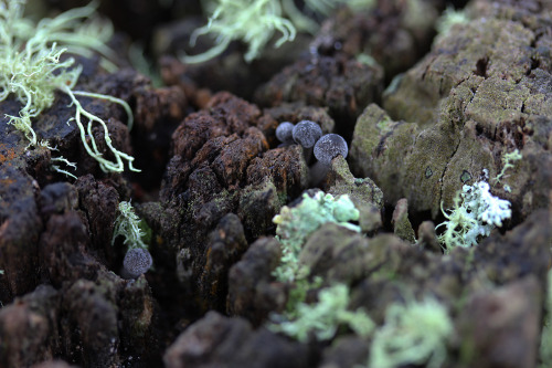 109pm: Fungi and Lichen on trail post Species unknown Steiglitz, Brisbane Ranges, VictoriaEarly Wint