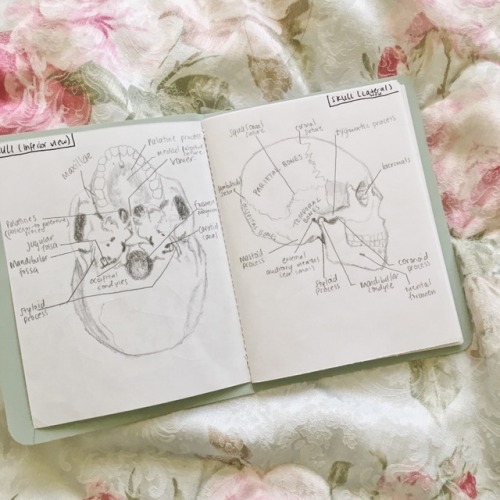 June 9, 2017 | 12:05pm More notes on the skull.