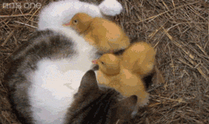 advice-animal:  Cat With Kittens And Ducklingshttp://advice-animal.tumblr.com/ 