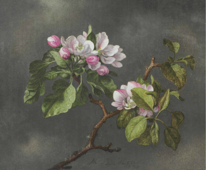 art-and-things-of-beauty:    Martin Johnson Heade (1819-1904) - Apple Blossoms, oil