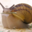cornuaspersum