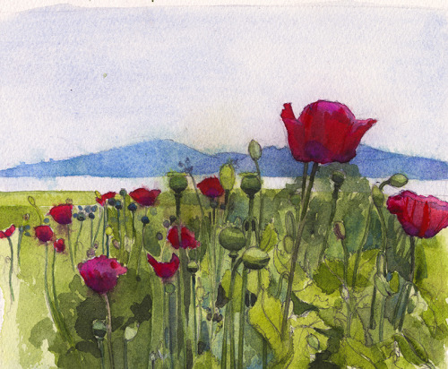 Poppies  ,On the Isle of Bute overlooking Arran  -  Wil Freeborn Scottish, b.Watercolour on paper
