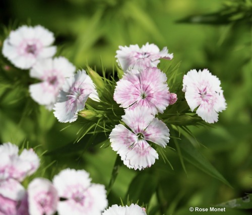 rosemonetphotos - Dianthus barbatus      05>2017Oeillet de...