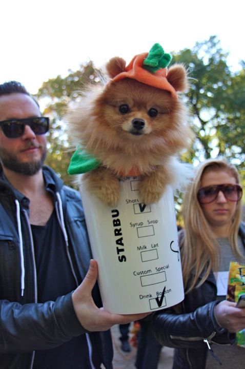 ultrakratos:  theilllestvillain:  thecutestofthecute:  More Dogs In Halloween Costumes!!!  This made me so happy  THE LAST ONE THORGI AH 