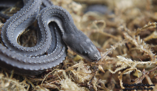 superstace:scales-and-fangs:Dragon Snake (Xenodermus javanicus)Holy shit what a beautiful baby!