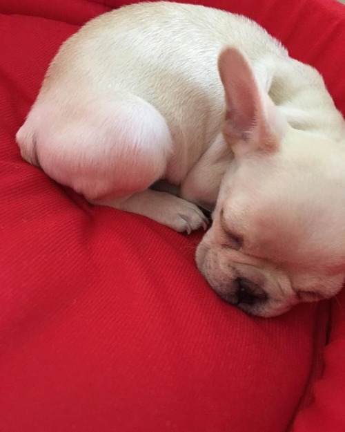 translatedvixx: Ongdongie (@badassthecrackkidz):2017.04.01 아빠 처음 만났덩.#frenchbulldog #cream #엉덩이 #bad