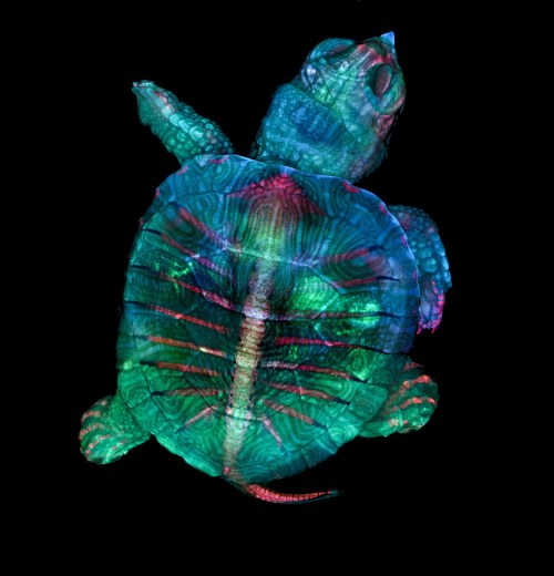 Fluorescent turtle embryo1st Place2019 Photomicrography Competition