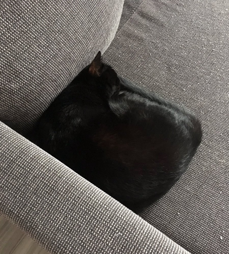 silverybeing: mysticracoon:  cuteanimals-only:  ⬛  Minecat  Square 