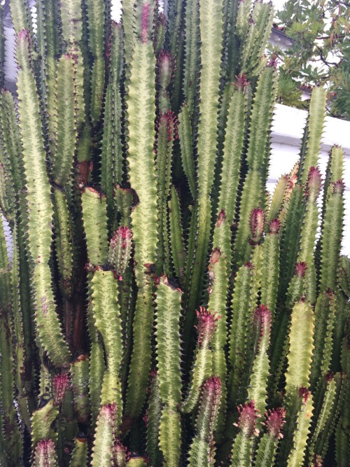 botanicalbee:@goghgreene took these lovely photos
