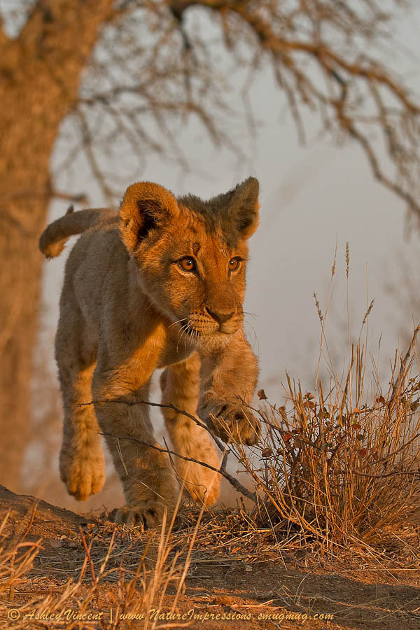 llbwwb:  Footloose by Ashley Vincent. 