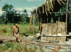   Guyanese woman preparing cassava, from