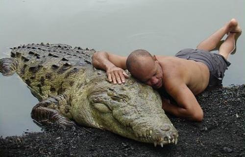 dudenaw:  WHAT  Pocho, the 5.2 meter (17 feet) long friendly crocodile! You’ve already met Gustave the killer croc, now it’s time to meet Pocho. Costa Rican fisherman Chito first met the croc after finding him with a gunshot wound on the banks of