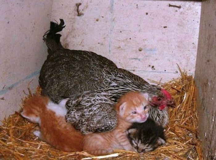 impossiblejellyfishfart: cryoverkiltmilk:  catsbeaversandducks:  Mama Hens And Their