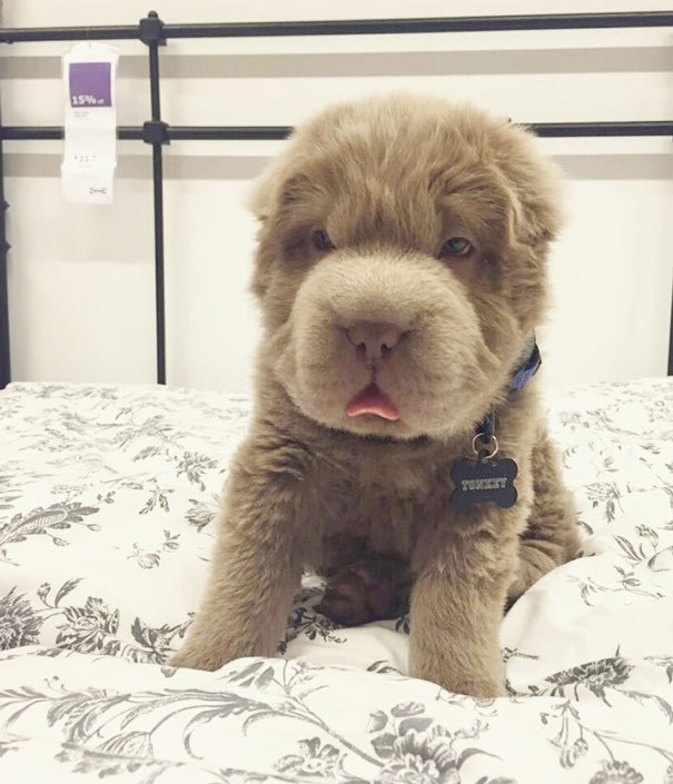 mymodernmet:  Meet Tonkey, an Adorable Shar-Pei Puppy That Looks Like a Cuddly Teddy