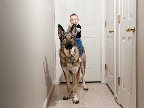 housewifesecrets:  johnnybee:  This made me mist up a little. Big pups being friends to human kids.  Those are their people too