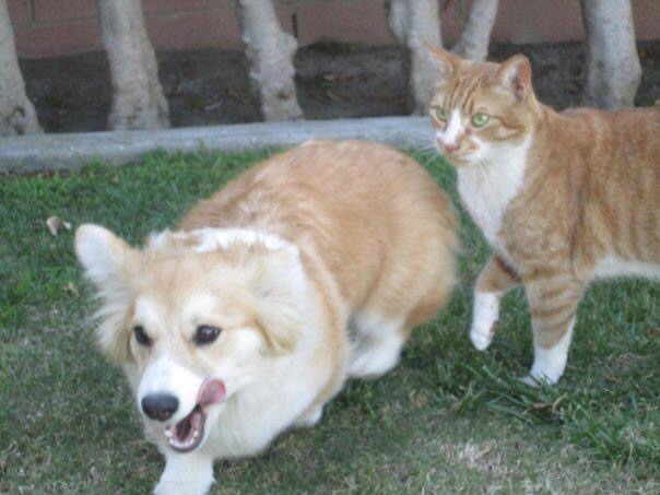 twosillycorgis:  Throw back Thursday to the romance between Jiggles and Sunny the