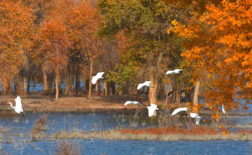 Xinjiang,China.Photo by 视觉中国.