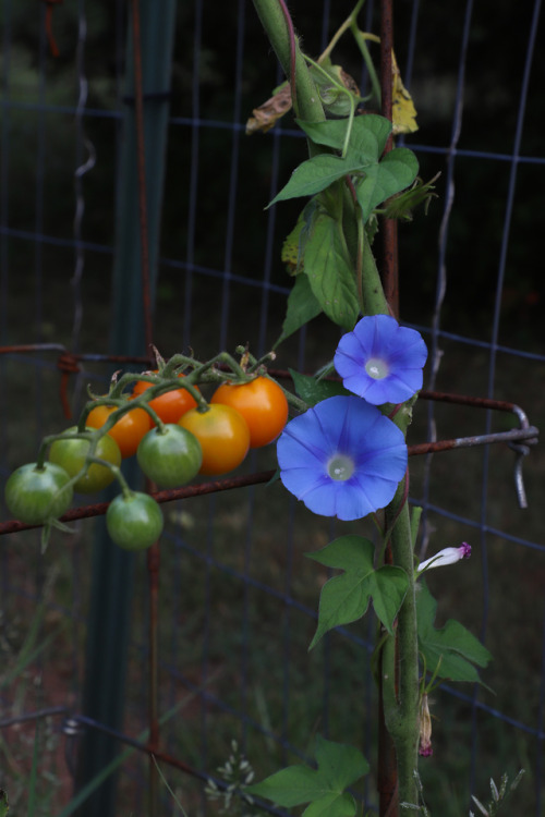 Flowers for the soul, along with a few veggies.   A double wide, long row of zinnia&r