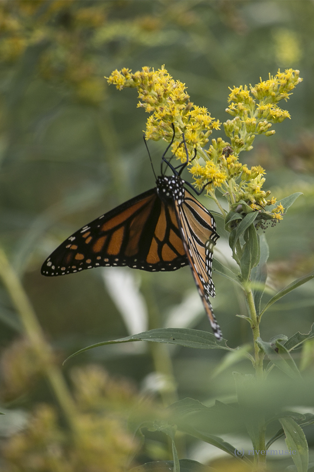 riverwindphotography: Wind Rider: This lovely Monarch was a happy feeder while I
