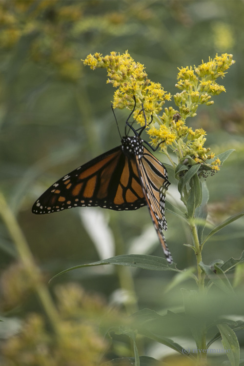Wind Rider: This Lovely Monarch Was A Happy Feeder While I Snapped Away. I Wonder Where This Beauty Is