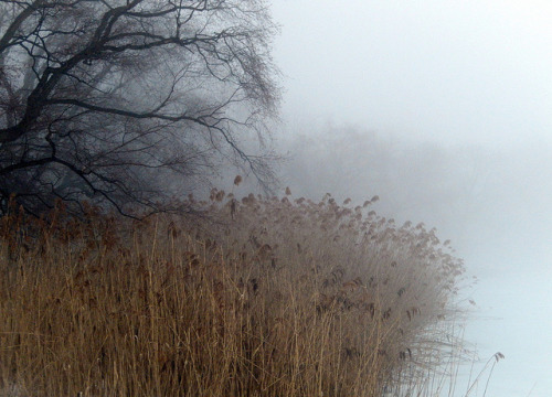 Fog in Prospect Park, February 2014 by ScotchBroom on Flickr.
