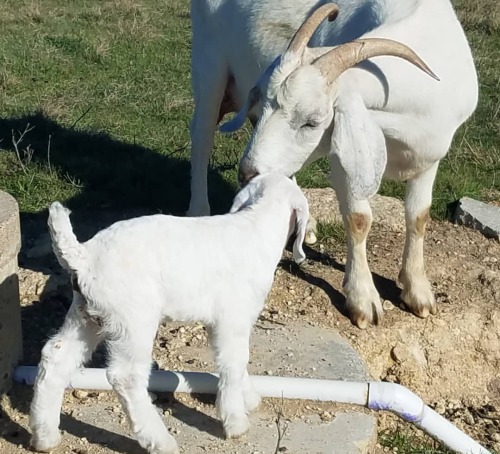 Babies are growing fast! #savannaboergoats #babygoats #farmanimals #cutebabygoatshttps://www.insta