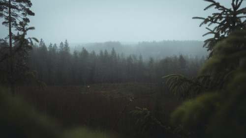 Hiking through the misty woods, throwback to new years vacation.https://jasperschmidt.tumblr.comhttp