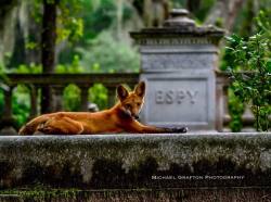 mopieo: Buddy the Fox, at Bonaventure Cemetery