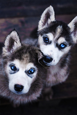 envyavenue:  Husky Buds by Miriam Sterzel.