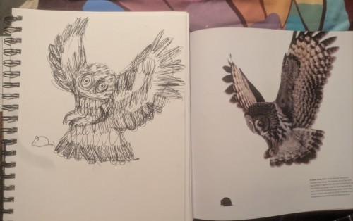 I Got Two Books From The Library. One On Birds And Another On Frogs. I Am Trying To Draw At Least One