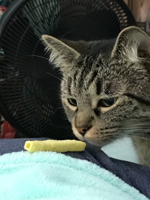 This is a story in six pictures of Princess Tigerbelle picking up a veggie straw in her mouth and th