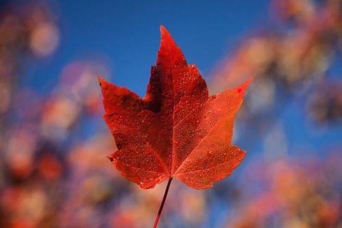 Autumn. #thomasduncanphotographyhttps://www.instagram.com/p/CV_KLDiFxEtrZDAQUvPx5ZPz9lOQJNvftxw3aU