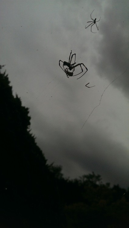 A spider eating a spider. Just another lovely day in Japan.