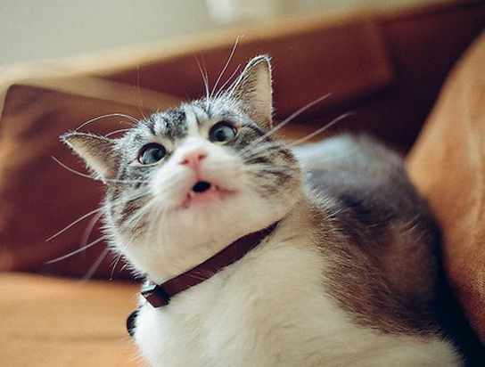 welele:  Gatos Derp