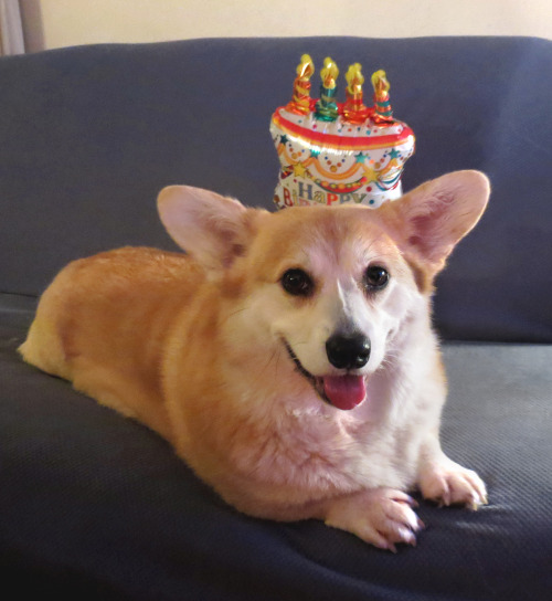 scampthecorgi:Today is Scamp’s 5th birthday! He had his sisters help him party with some Frosty Paws