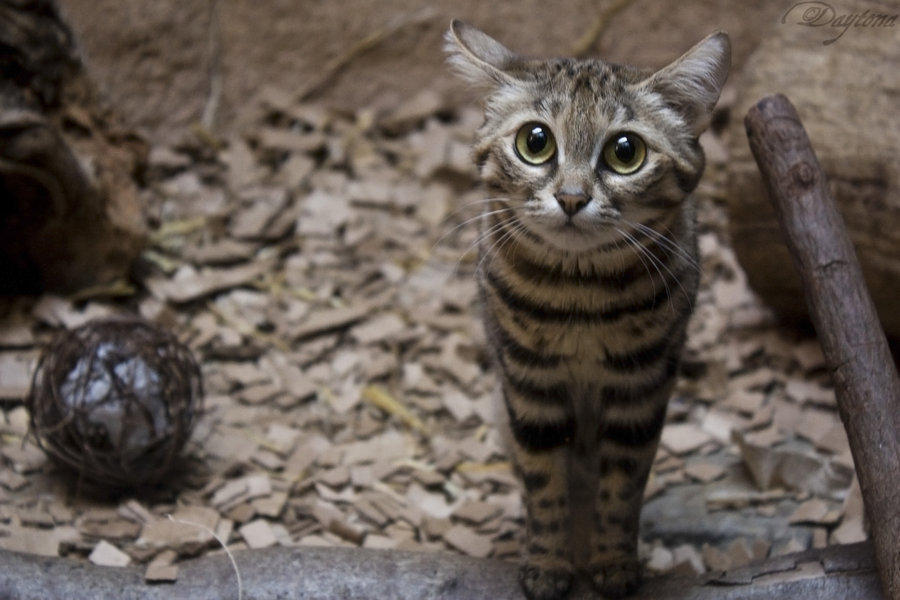 “But… What do you mean no more cookies for me??”
Photo by ©DaytonaBlue64Impala