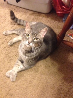 pooppride:  My friends cat does the “fancy feet”