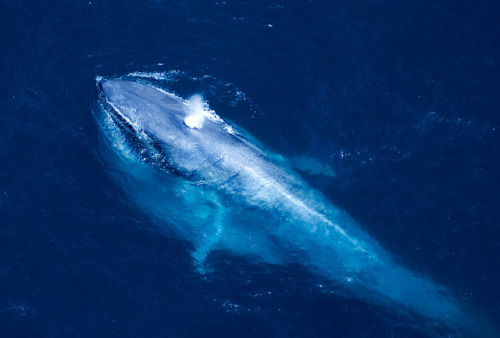 thelovelyseas: Blue Whale by BigAnimals.com