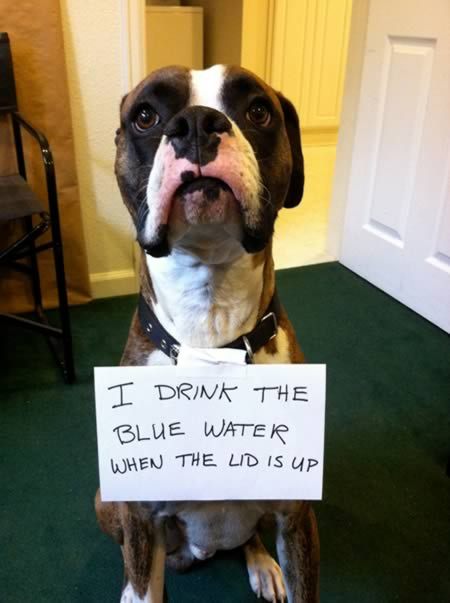 pr1nceshawn:  &ldquo;Bad Dogs&quot;  - Owners using signs to shame their