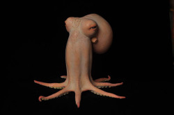 staceythinx:  Amazing octopus sculptures by Judy Fox 