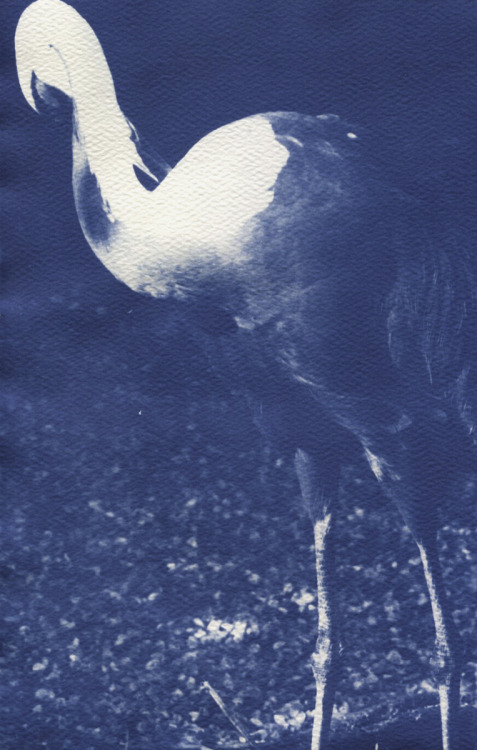 Digital negative on cyanotype paper.I usually apply the chemistry myself, but this was fun to play w
