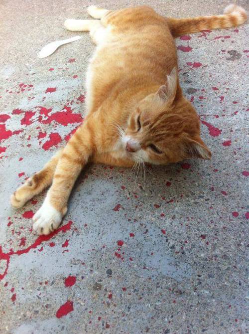 fuckyeah-nerdery:  thelegendofben:  muchblogsuchposts:  puttin-it-in-your-butt-because-i:  Dont fucking hurt my heart like that ever again.  FUCK THIS PICTURE SET!!!  THIS FUCKING CAT DID THAT ON PURPOSE  I need to go lay down. Jesus.