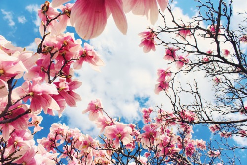 capturingmoonbeams:  lensblr-network:  Finding Breath Among the Blossoms photo by Kinzie Girod 