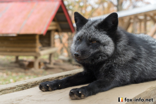 Silver fox