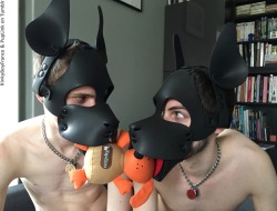mastersfido:puplink:  One squeaky toy for two puppies inevitably leads to some conflicts… *Grrrrrrr*  Puppy love!