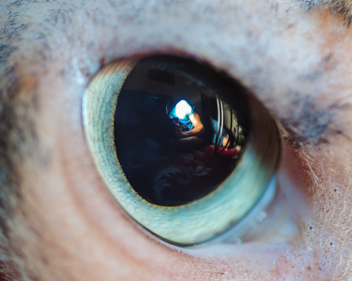 catsbeaversandducks: Cat Eyes Photos by ©The Great Went Pet Photography