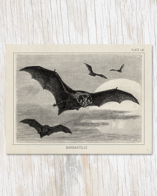 Halloween inspired gifts by Cognitive Surplushttps://cognitive-surplus.com/collections/halloween-gif