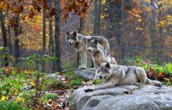 wolveswolves:  By James Cumming  